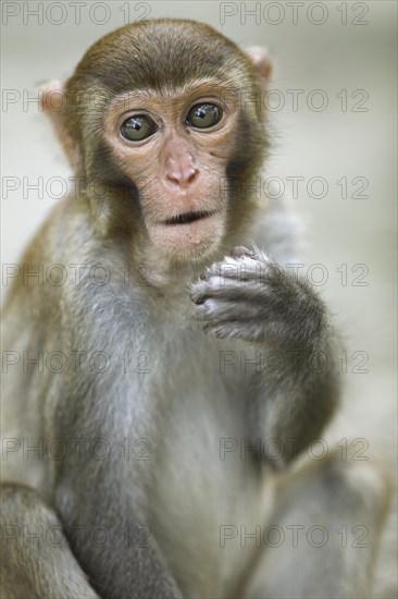 Rhesus macaque (Macaca mulatta)