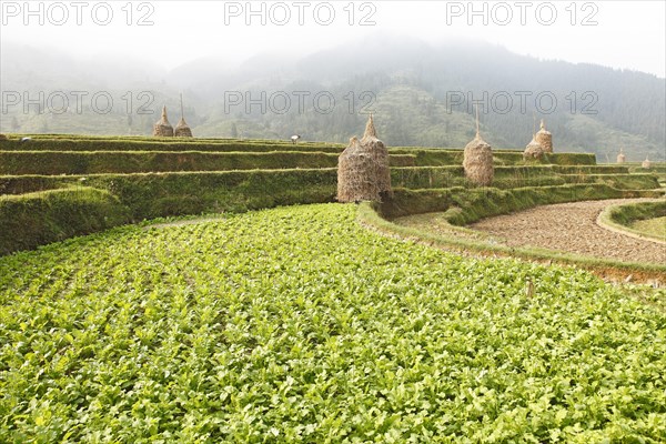 Terraced field in the morning