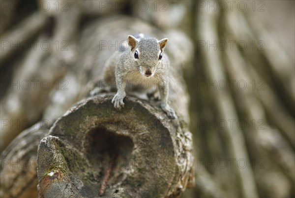 Chipmunk (Tamias)