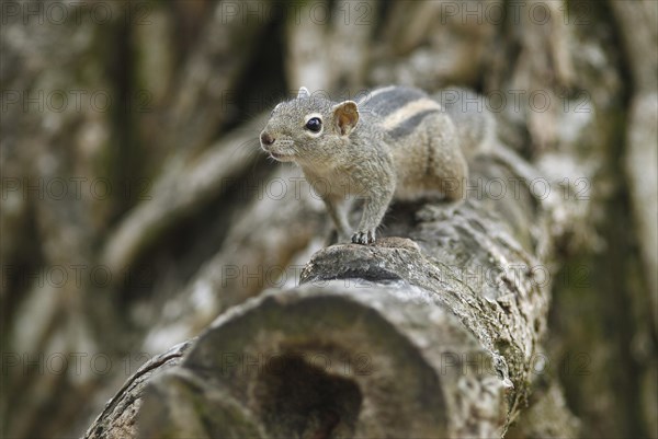 Chipmunk (Tamias)