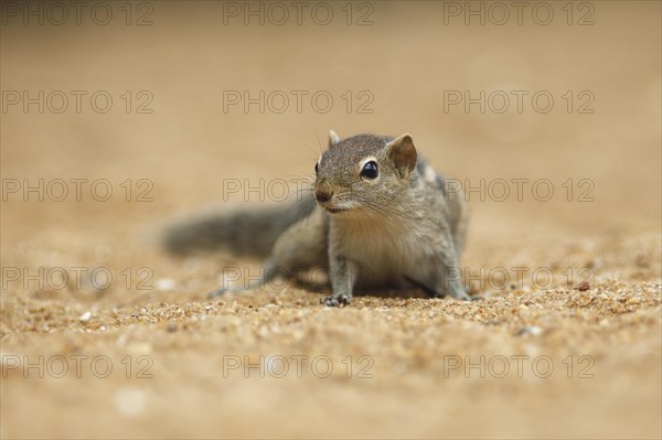 Chipmunk (Tamias)