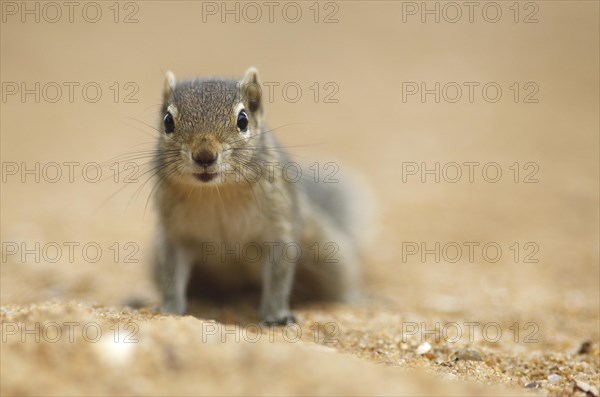 Chipmunk (Tamias)