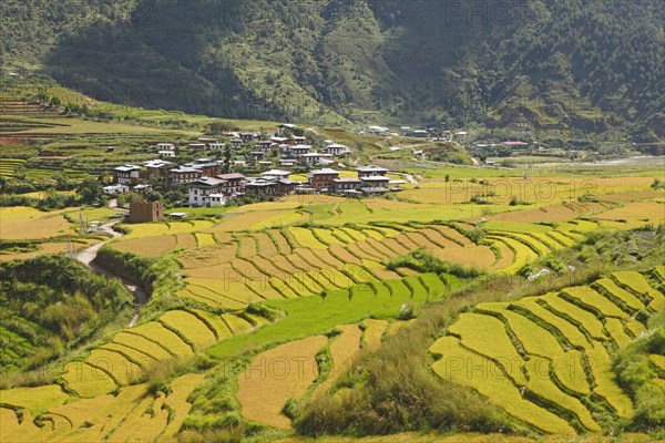 View of Lobesa and terraced rice fields