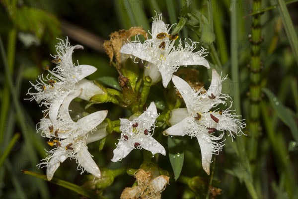 Bog Bean (Menyanthes trifoliata)