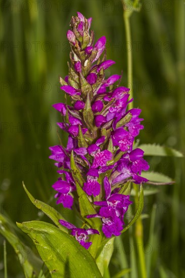 Marsh Orchid (Dactylorhiza majalis)