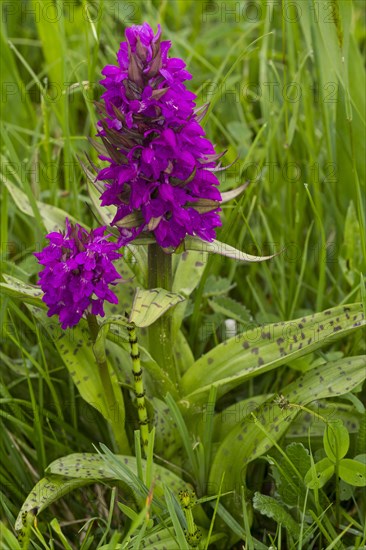 Marsh Orchid (Dactylorhiza majalis)