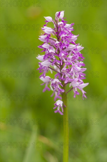 Monkey Orchid (Orchis simia)