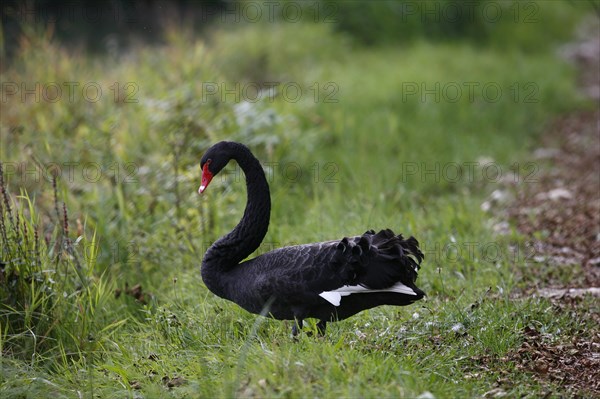 Black swan (Cygnus atratus)