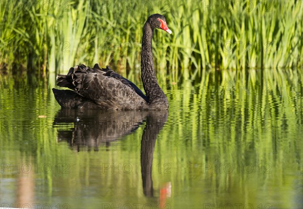 Black swan (Cygnus atratus)