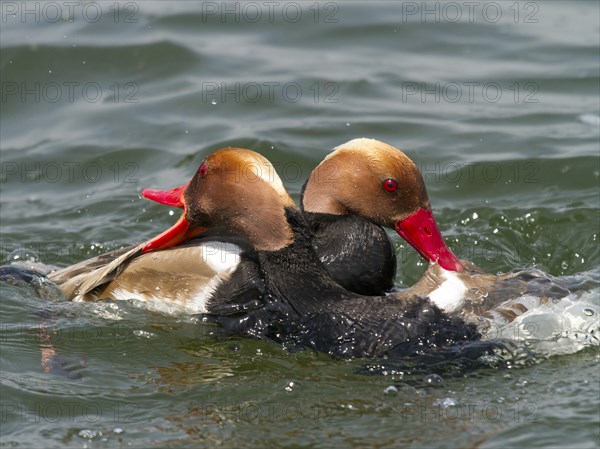 Red-crested pochard (Netta rufina) males in rank fight