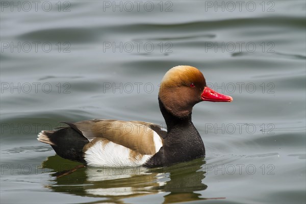 Male red-crested pochard (Netta rufina) swimming in water