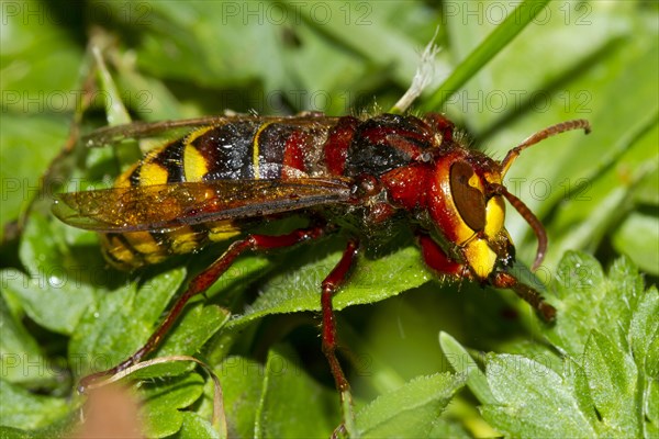 European hornet (Vespa crabro)