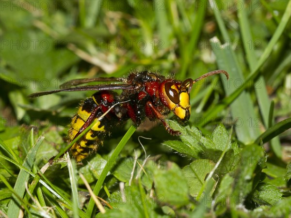 European hornet (Vespa crabro)