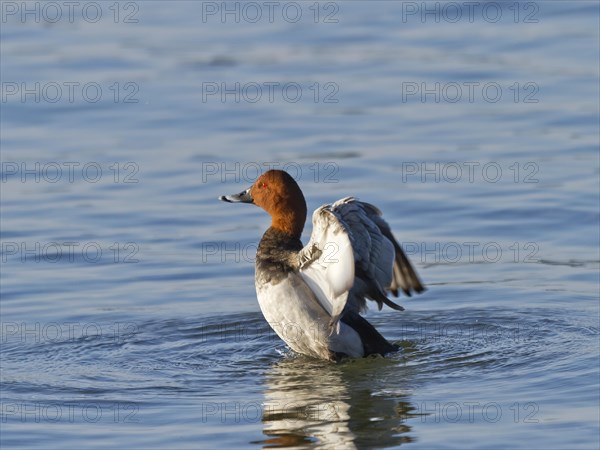 Common pochard (Aythya ferina)