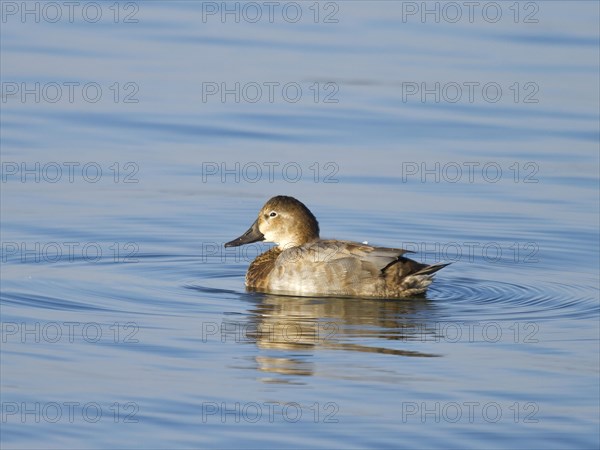 Common pochard (Aythya ferina)