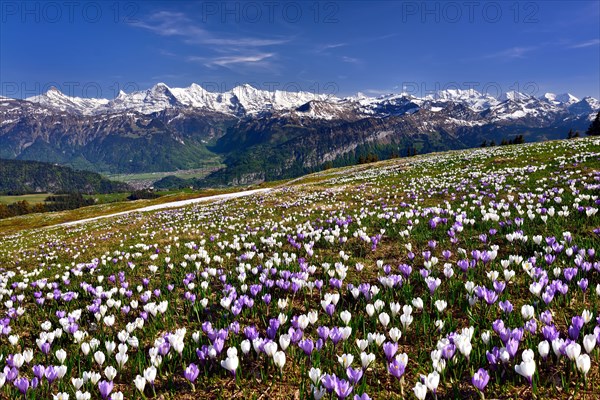 Crocus meadow above Interlaken near Beatenberg on the Niederhorn