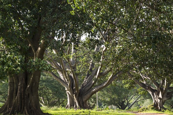 Indian banyan tree