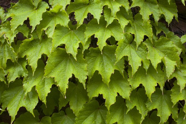 Vines on brick wall