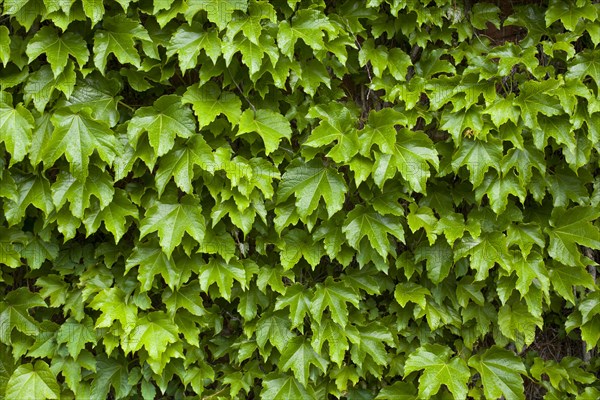 Vines on brick wall