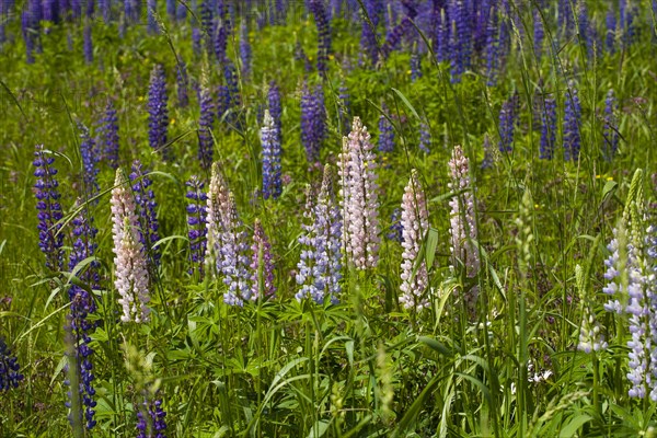 Wild Lupins (Lupinus) growing in a meadow