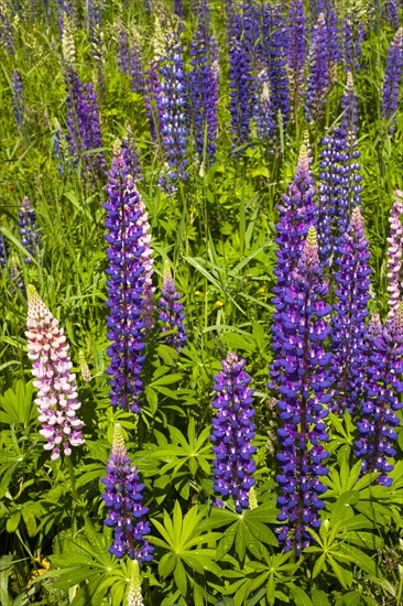 Wild Lupins (Lupinus) growing in a meadow