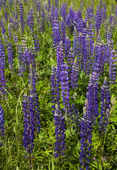 Wild Lupins (Lupinus) growing in a meadow