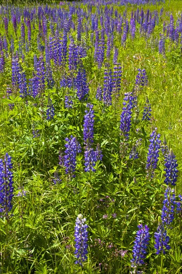 Wild Lupins (Lupinus) growing in a meadow