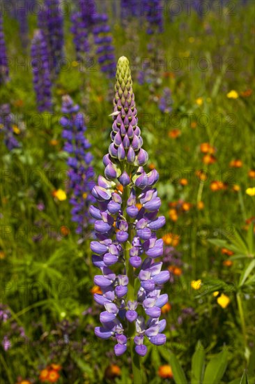 Wild Lupins (Lupinus) growing in a meadow