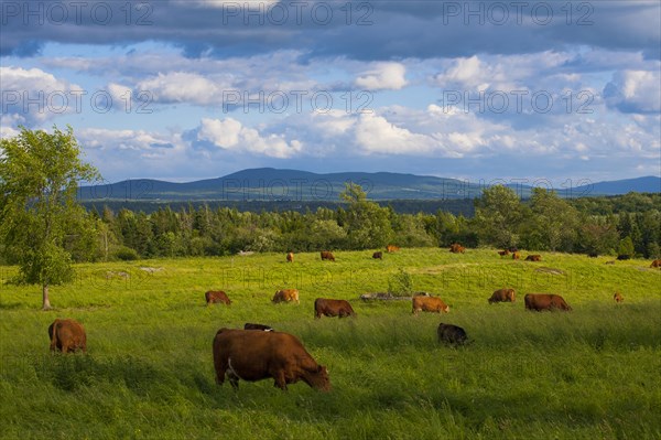 Hayfield and beef cattle