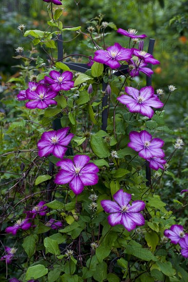 Pink Clematis flower (Clematis)