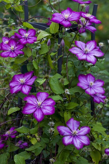 Pink Clematis flower (Clematis)