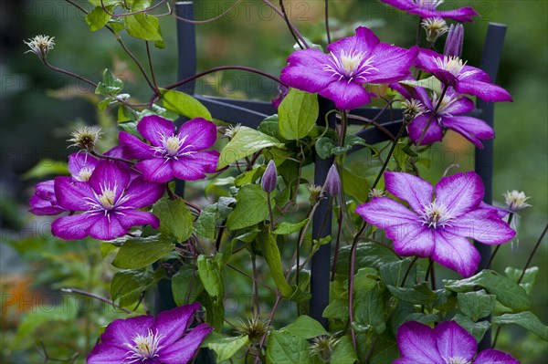 Pink Clematis flower (Clematis)
