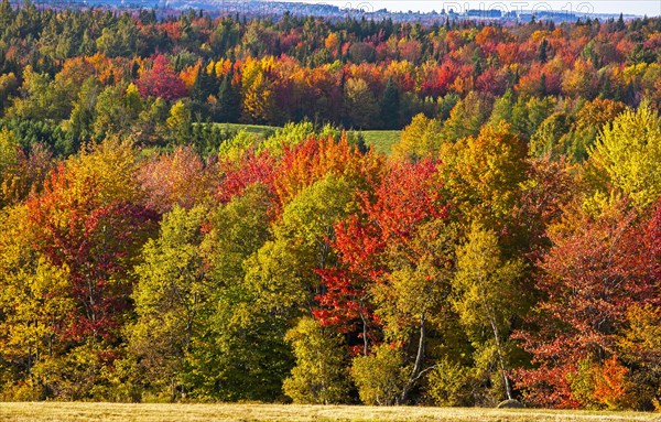 Autumn colours