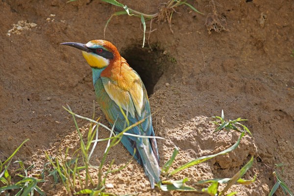 European bee-eater (Merops apiaster) next to nesting hole