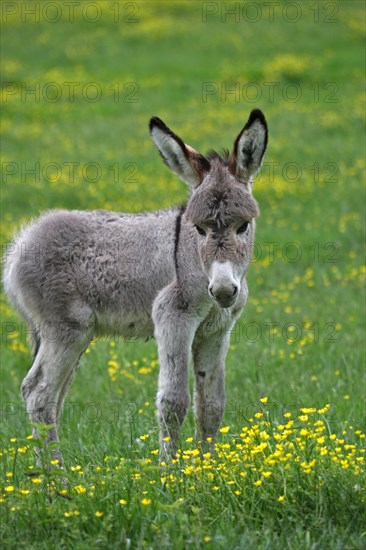 Miniature donkey foal (Equus asinus f. asinus)