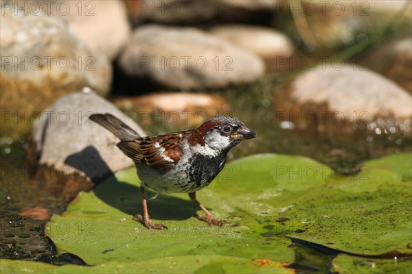 House sparrow (Passer domesticus)