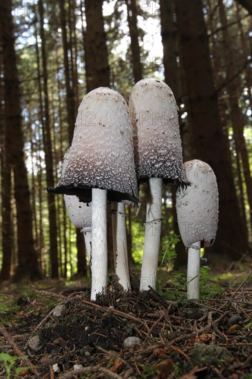 The shaggy ink cap (Coprinus comatus) in a spruce forest