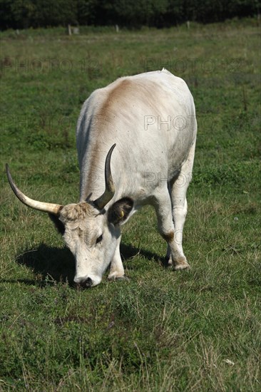 Hungarian Grey cattle (Bos primigenius taurus)