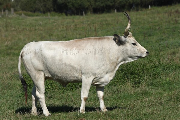 Hungarian Grey cattle (Bos primigenius taurus)