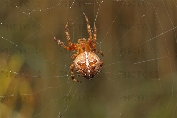 European garden spider (Araneus diadematus) in its web