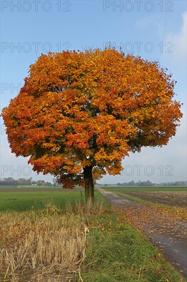 Norway maple (Acer platanoides)