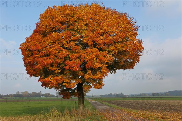 Norway maple (Acer platanoides)