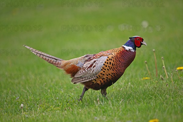 Pheasant (Phasianus colchicus)