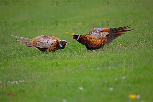 Pheasant (Phasianus colchicus)