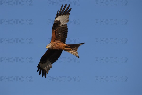 Red Kite (Milvus milvus) in flight