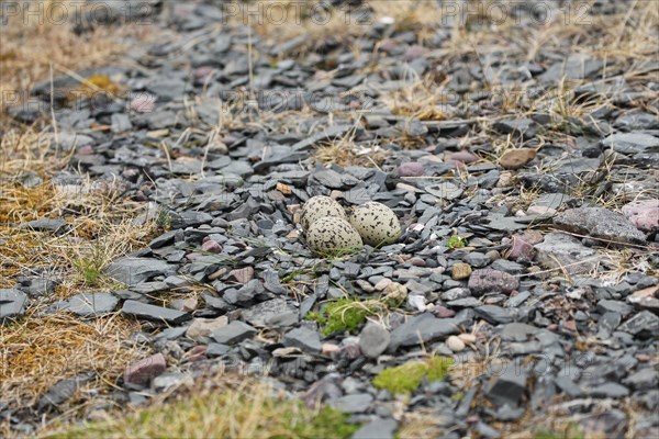 Eurasian oystercatcher (Haematopus ostralegus)