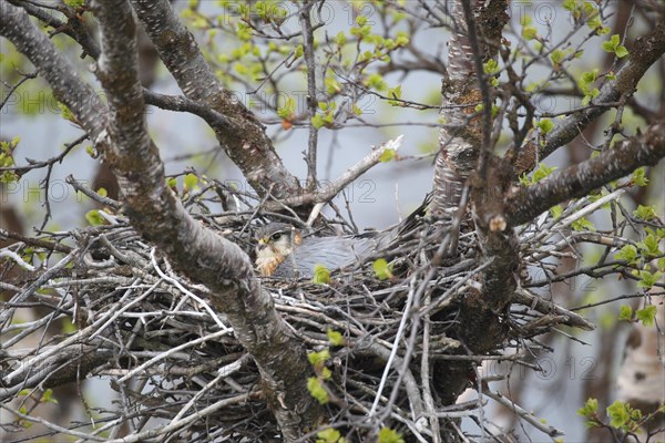 Merlin (Falco columbarius)