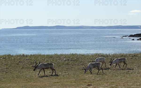 Reindeer (Rangifer tarandus) in the tundra