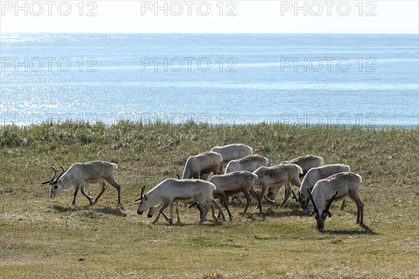 Reindeer (Rangifer tarandus) in the tundra