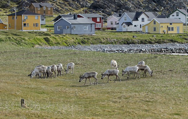 Reindeer (Rangifer tarandus) off Hamningberg